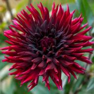 Георгина Black Wizard (кактусовая)