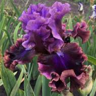 Ірис бородатий Електрік