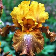 Ирис бородатый Дуддес