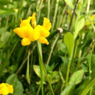 Лядвенец рогатый