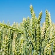 Ячмень яровой Айжан за 0,5 кг