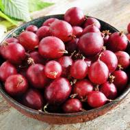 Саджанець Агрус Сіріус в контейнері