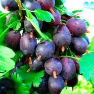 Саджанець Агрус Самурай в контейнері