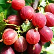 Саджанець Агрус Красень в контейнері