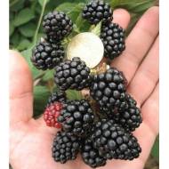 Саджанець Ожина Лох Несс в контейнері