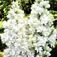 Саджанець Бузок Леся Українка в контейнері