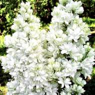 Саджанець Бузок Леся Українка в контейнері