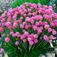 Саджанець Армерія Purple в контейнері