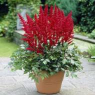 Саджанець Астильба Fanal в контейнері