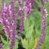 Саджанець Шавлія дібровна Rose Qveen в контейнері