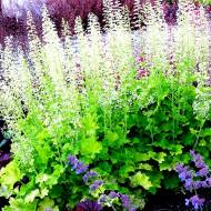 Саджанець Гейхера Rex Lime в контейнері