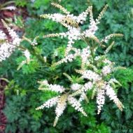 Саджанець Таволжник (волжанка) Петрушколистий в контейнері