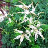 Саджанець Таволжник (волжанка) Петрушколистий в контейнері