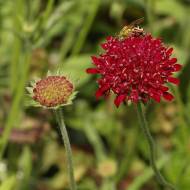 Саджанець Кнаутія македонська в контейнері