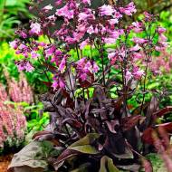 Саджанець Пенстемон Dark Towers в контейнері