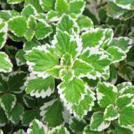 Саджанець М'ята Ананасна в контейнері