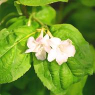 Саджанець Вейгела Lime Monster в контейнері