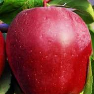 Саджанець яблуня Глостер в контейнері