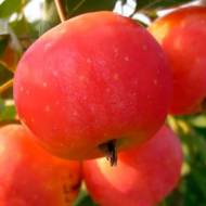 Саджанець Яблуня Вірджинія Креб (райське яблуко)