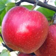 Саджанець Яблуня Еліза (Elize/Елізе/Ліза) в контейнері