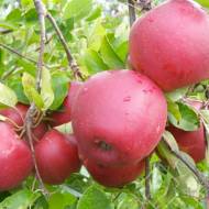 Саженец Яблоня Дарк Рубин в контейнере