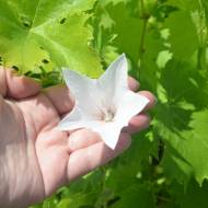 Саджанець Платикодон Shell Pink в контейнері