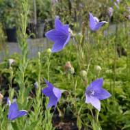 Саженец платикодона Mariesii в контейнере