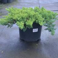 Саженец можжевельника лежащего Nana в контейнере