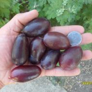 Саджанець Виноград Алвіка в контейнері