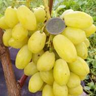 Саджанець виноград Бананас
