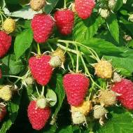 Саджанець Малина Джоан Джей в контейнері