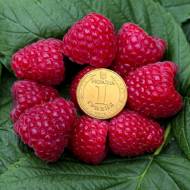 Саджанець Малина Імара в контейнері