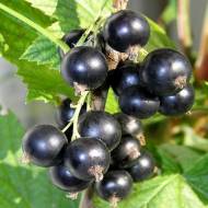 Саджанець Смородина Черешнева в контейнері