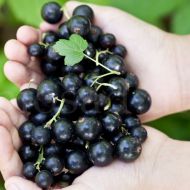 Саджанець Смородина Дивовижна в контейнері