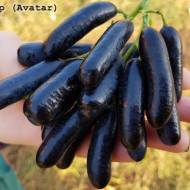 Саженец Виноград Аватар (кишмиш) корнесобственный в контейнере