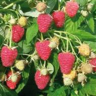 Саженец Малина Джоан Джей в контейнере