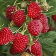 Саженец Малина Кванза в контейнере