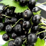 Саженец Смородина Удивительная в контейнере