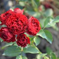 Троянда спрей Кордула в контейнері