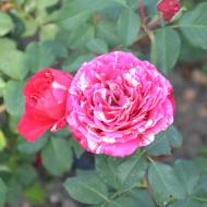 Троянда спрей Арроу Фолієс в контейнері