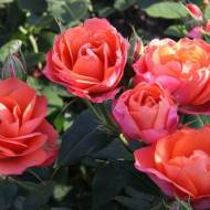 Троянда флорибунда Революшн Флор в контейнері