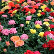 Троянда в асортименті в контейнері