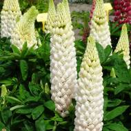 Саженец люпина многолетнего Noble Maiden в контейнере