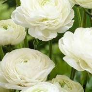 Саженец лютика белого в контейнере