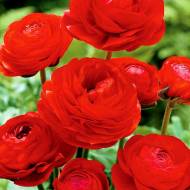 Лютик червоний в контейнері