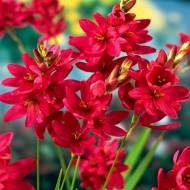 Іксія Venus за шт. в контейнері