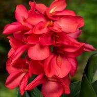 Саджанець Канна Crimson Beauty в контейнері