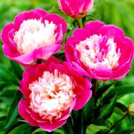 Півонія Gay Paree в контейнері
