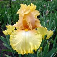 Ірис бородатий Давнінг в контейнері