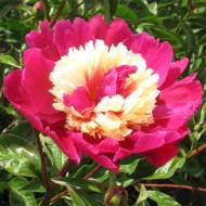 Півонія Top Hat в контейнері